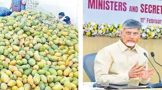 మామిడి కొనుగోళ్లలో ఫలితాలిస్తున్న ప్రభుత్వ చర్యలు