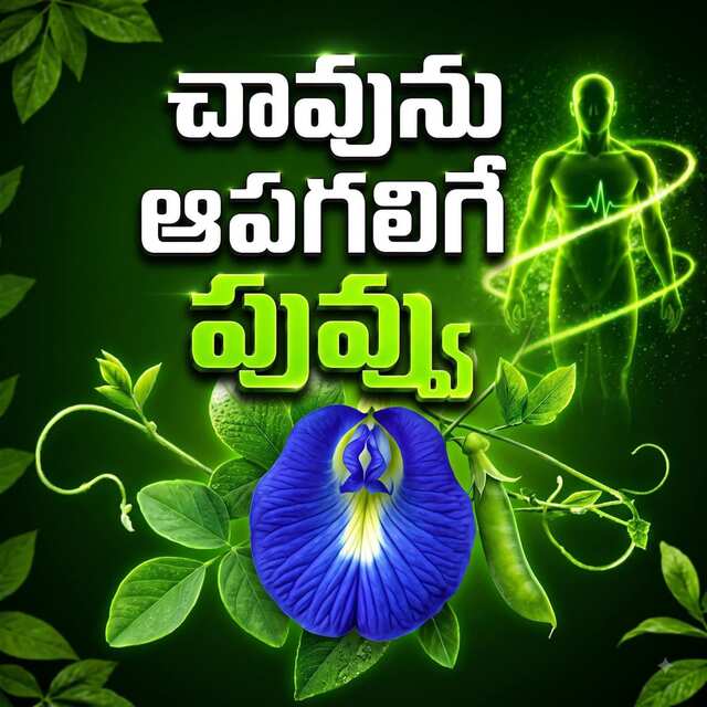 ఈ శంఖ పుష్పం అమృతమే!