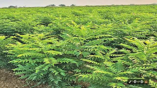 ఏటా రూ. వంద కోట్ల కరివేపాకు!