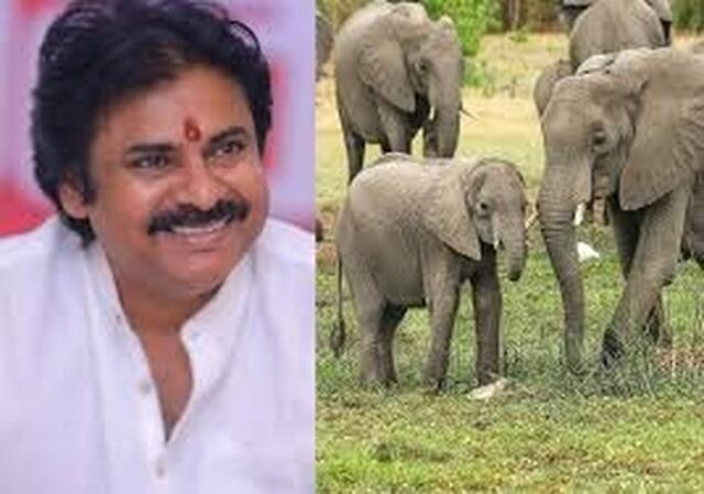ఏనుగులు వస్తాయి.. అప్రమత్తం చేయాలి