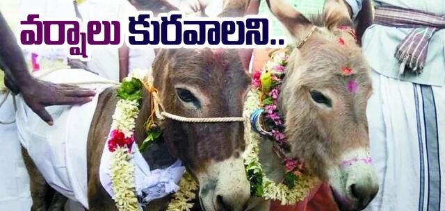 వర్షాల కోసం గాడిదల పెళ్లి