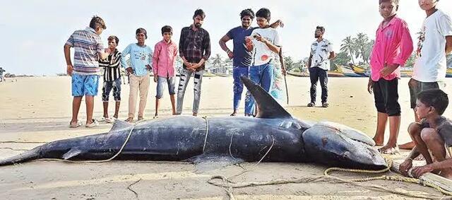 అర టన్ను సొర.. ధర అదిరింది!