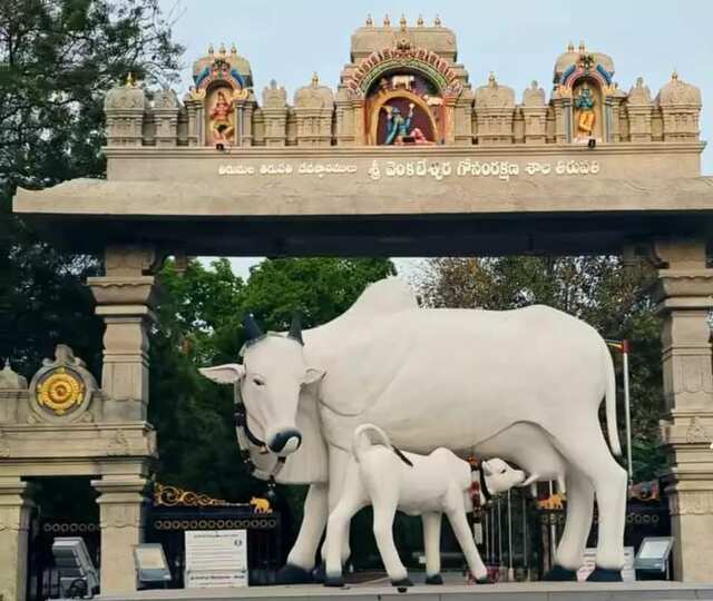 16న ఎస్వీ గోశాలలో ‘గోపూజ మహోత్సవం’