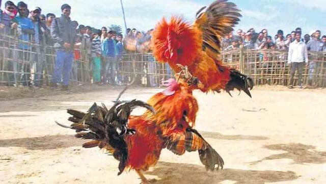 కోడి పందేలకు హైకోర్టు చెక్!