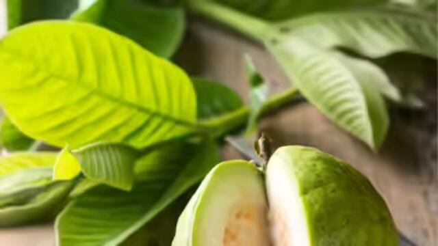 జామ చెట్టు ఇంట్లో ఉండొచ్చా?