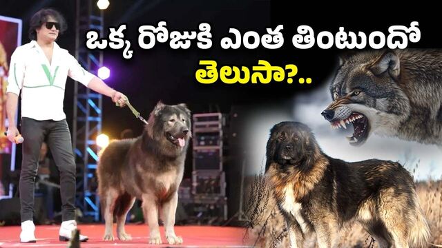 వజ్రం కన్నా ఖరీదు.. కుక్కే కానీ రూ. 50 కోట్లు