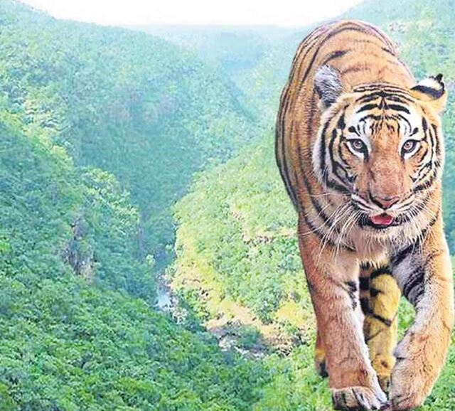 నల్లమలలో పెరుగుతోన్న పులుల సంఖ్య