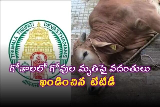 తిరుమల గోశాలలో గోవుల మృతి.. వాస్తవాలేంటి?