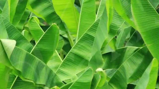 అరటి ఆకు సాంప్రదాయమేంటో తెలుసా.?