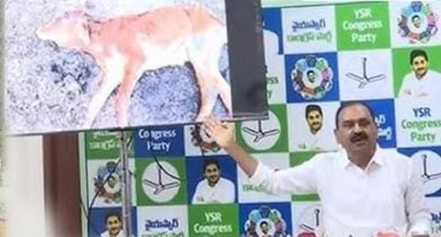 గోవుల మృతిపై విచారణ చేయండి.. దేనికైనా సిద్ధం.!