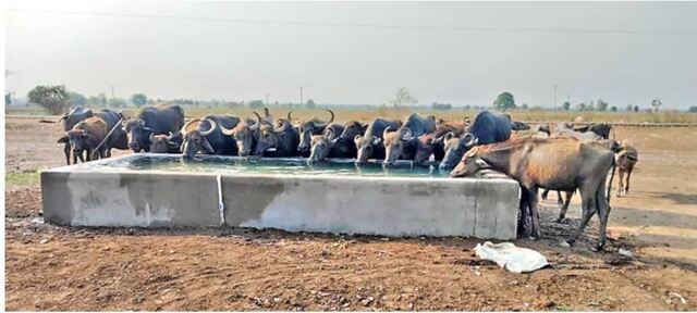 మండుతున్న ఎండల్లో.. మూగజీవాలకు ఊరట