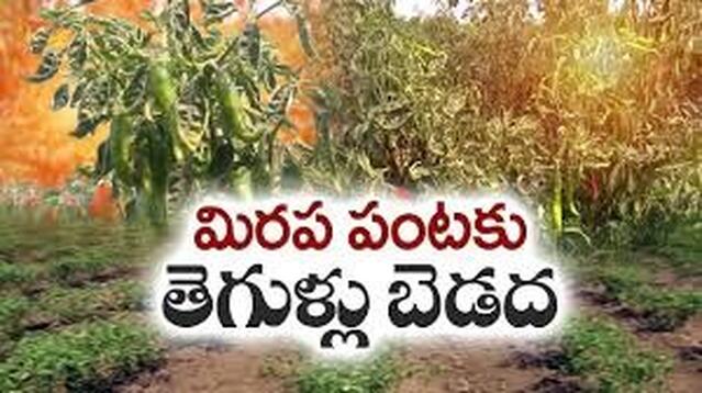 మిర్చి తెగుళ్లపై మంత్రి కింజరాపు అచ్చెన్నాయుడు ఆరా