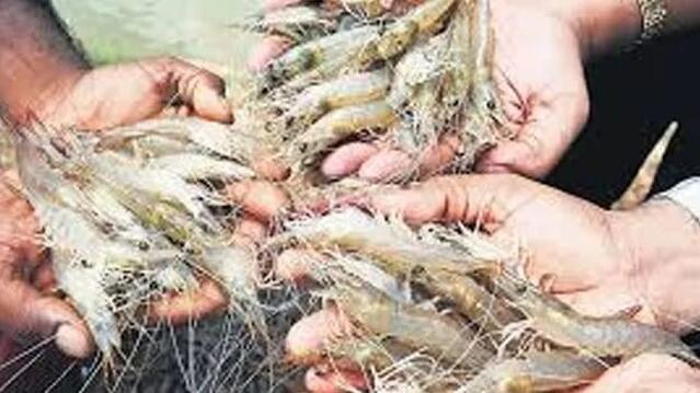 రొయ్యల మేత ధరలు భారీగా పెంపు..!
