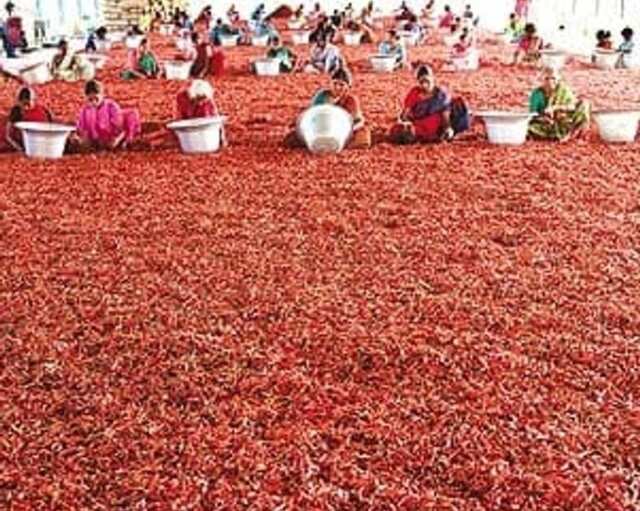 గుంటూరు మిర్చిని తిరస్కరించిన శ్రీలంక