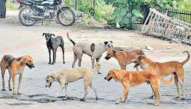 వీధి కుక్కల అంశంపై సుప్రీంకోర్టు విచారణ