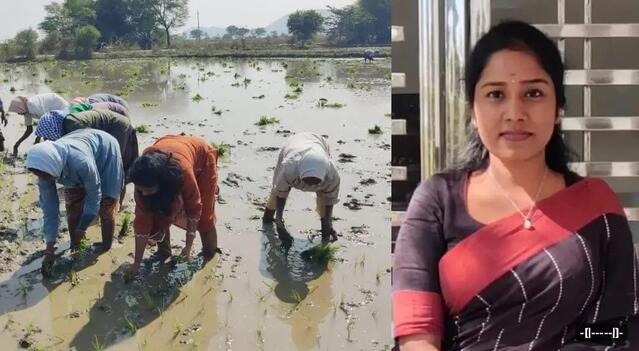 పొలంలో వరి నాట్లు వేసిన ట్రైనీ డిప్యూటీ కలెక్టర్